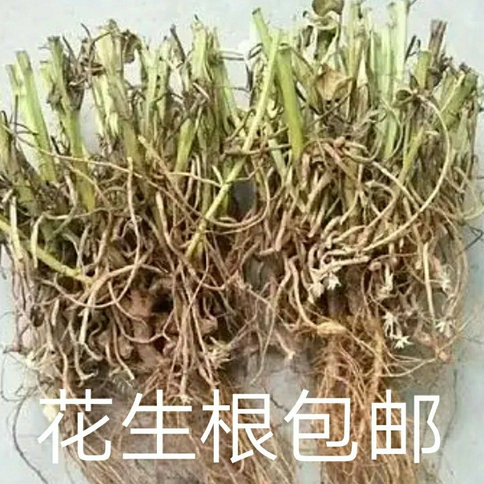 花生秧中药材落花生枝叶根新鲜整棵全草晾干新货批代发农家包邮图片