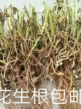 花生秧中药材落花生枝叶根新鲜整棵全草晾干新货批代发农家包邮
