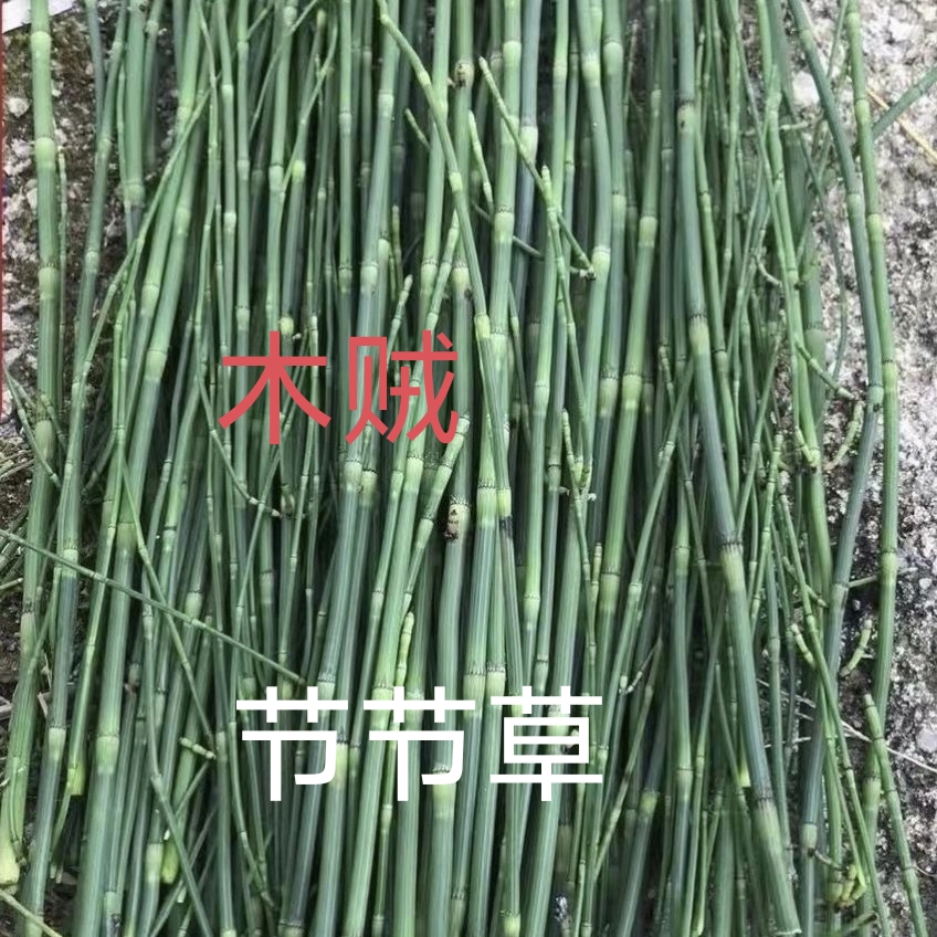 节节草竹节草笔杆草木贼草中药材质量好正宗新鲜包邮
