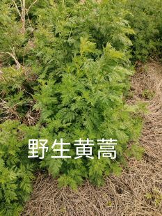 黄蒿中药材自然晒干纯叶正宗黄蒿叶优质包邮