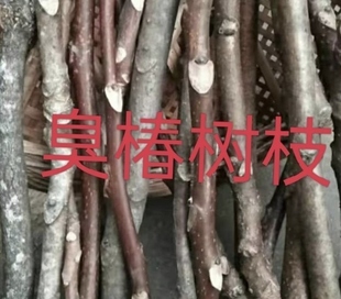 新鲜臭椿树枝臭椿树段臭椿木臭椿树条臭椿棍