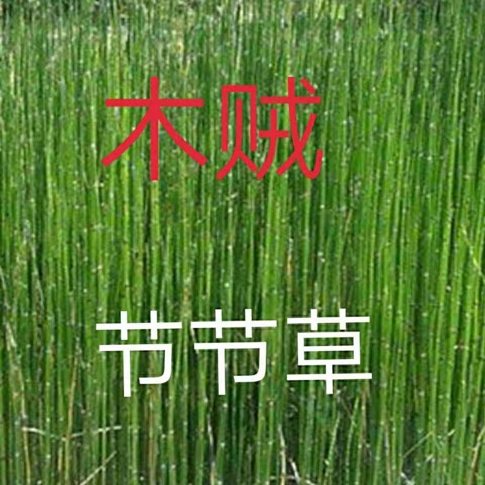 野生节节草新鲜现采批发现货 木贼 节节草 笔筒草 野生的中药材