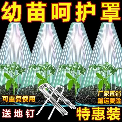 育苗保护罩植物大号透明