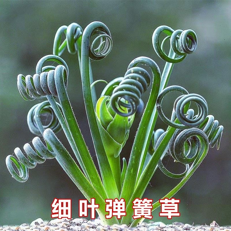 寿州多肉植物细叶弹簧草包邮室内养护客厅书桌耐阴植物绿植花卉