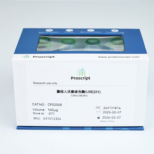 重组人泛素结合酶(UBE2R1) CP02008 科研试剂 科研级品质  低误差