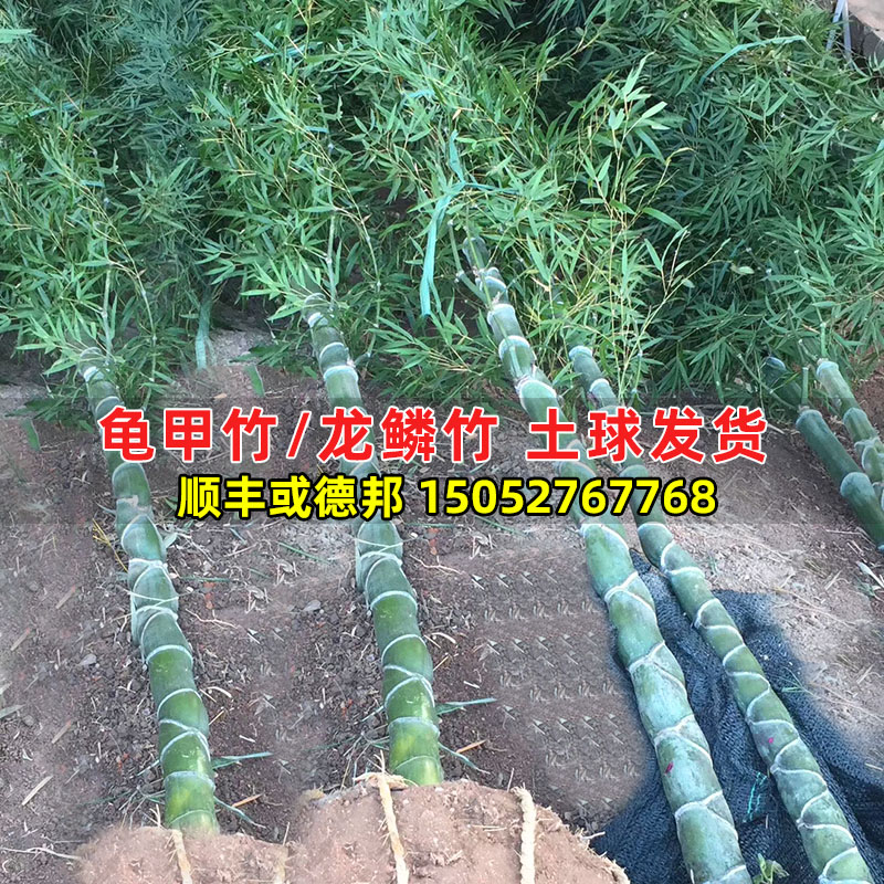 名贵竹子苗龟甲竹龙鳞竹庭院别墅造景地栽四季常青植物阳台盆栽