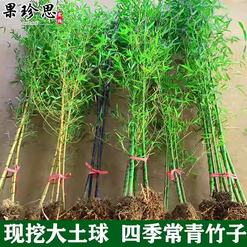 竹子苗庭院四季常青北方耐寒大型观赏紫竹罗汉竹黄金镶玉竹子盆栽