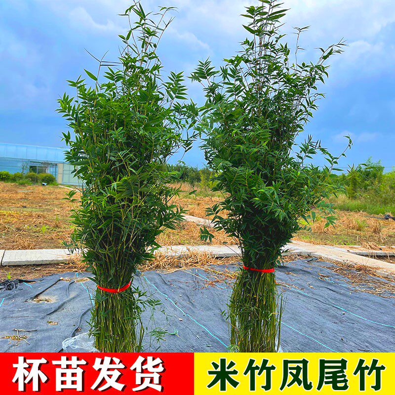 带杯苗发货米竹凤尾竹从生竹
