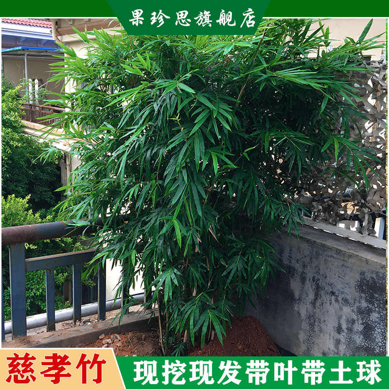 丛生慈孝竹庭院四季长青耐寒户外