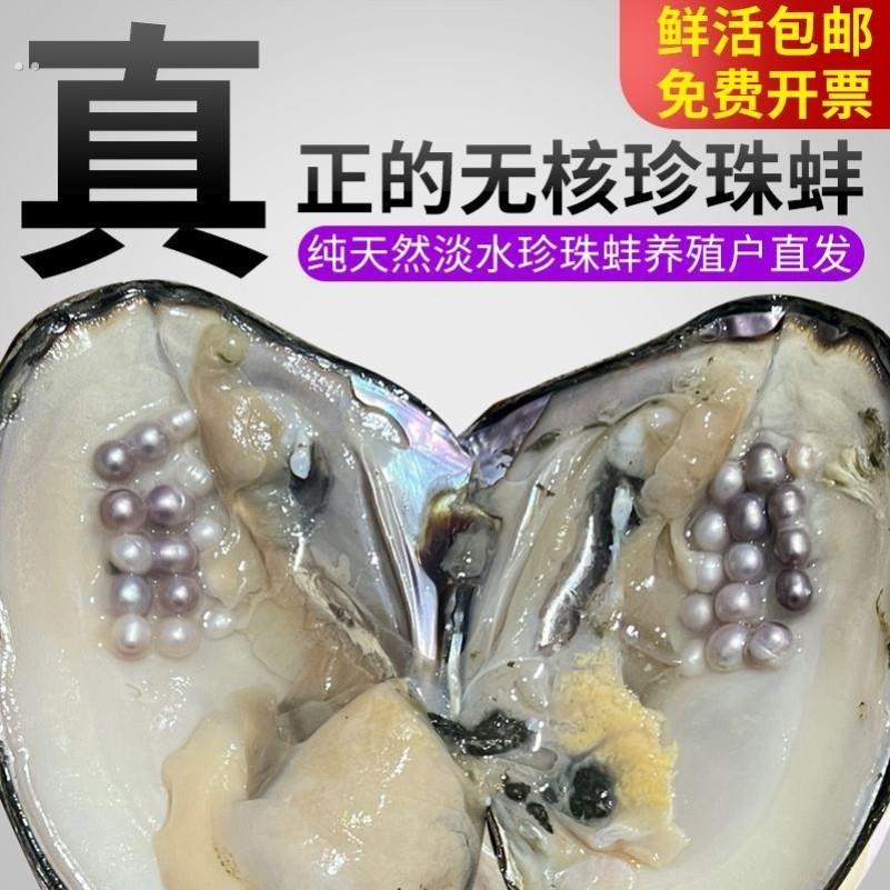 珍珠蚌活蚌自己开珍珠河蚌活蚌老蚌珍珠蚌壳自己开珍珠淡水河蚌