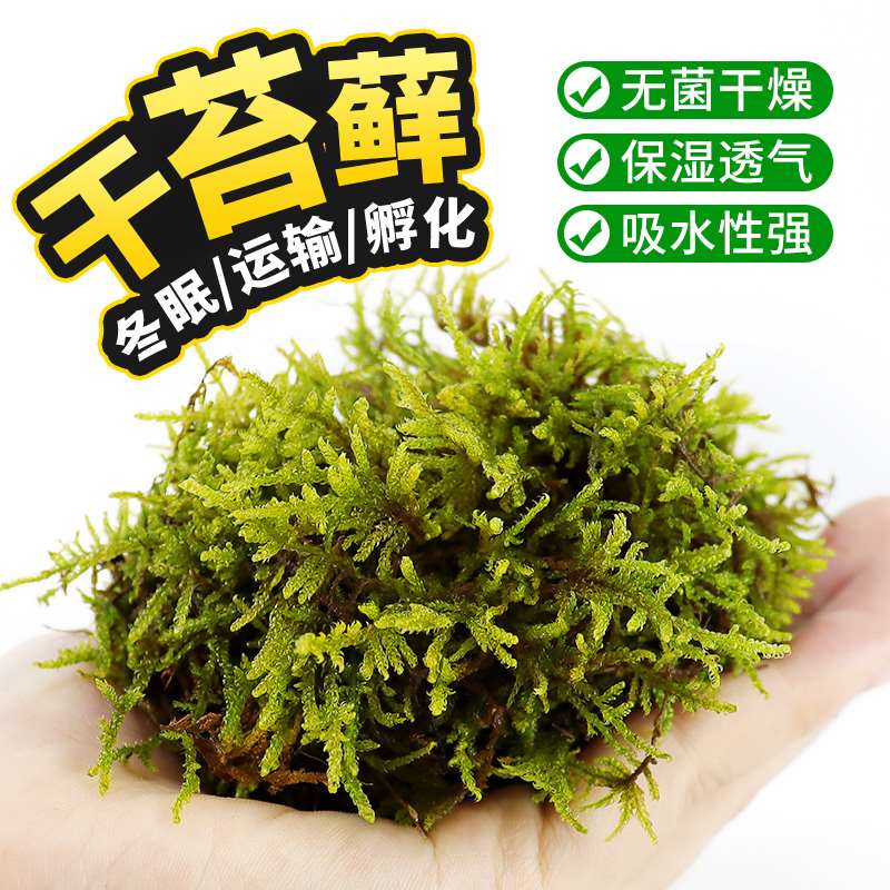 新疆包邮百货哥天然干苔藓透气保湿乌龟过冬眠用品饲养箱造景盆栽