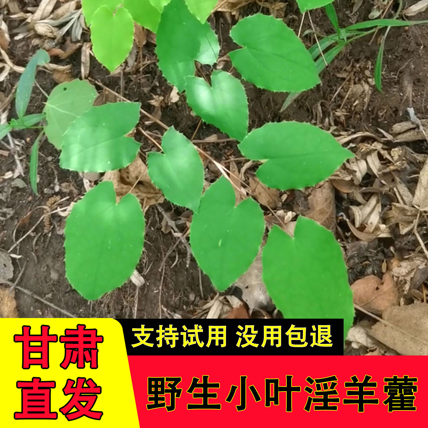 甘肃正宗整支小叶淫羊藿中药材