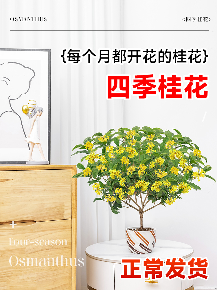 桂花树苗四季桂盆栽可食用开花不断室内阳台庭院浓香型花卉植物
