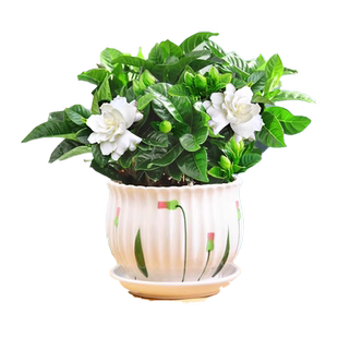 茉莉花苗盆栽带花苞九里香老桩驱蚊花卉植物室内浓香夏季开花好养