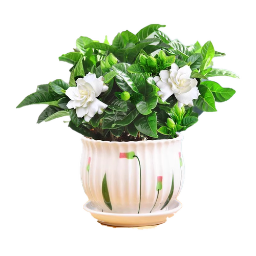 茉莉花苗盆栽带花苞九里香老桩驱蚊花卉植物室内浓香夏季开花好养