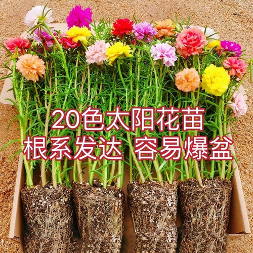【根系发达】重瓣太阳花盆栽