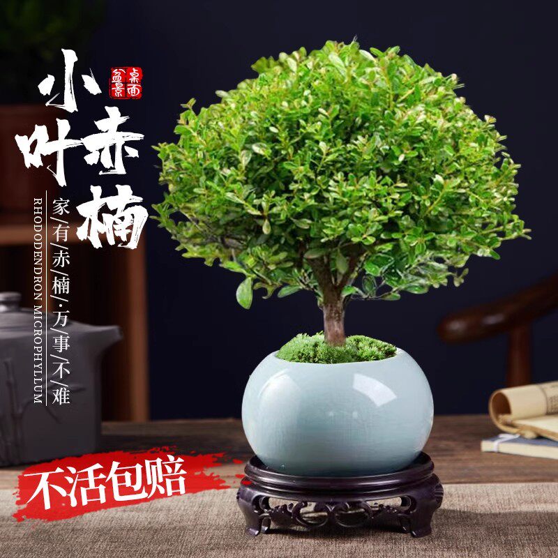 小叶赤楠老桩苗紫檀微景观水培办公室四季好养金丝楠木小绿植桌面