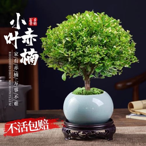 【四季常青】小叶赤楠老桩绿植