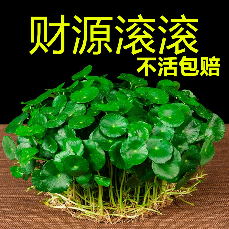 【四季易活】铜钱草盆栽绿植水培