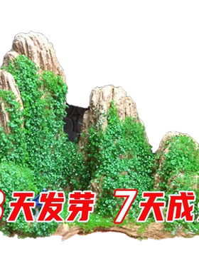 【发芽率高】假山草籽
