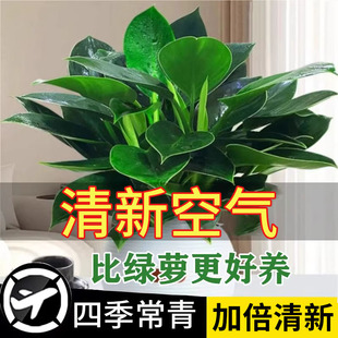 金钻盆栽绿萝箩花卉植物室内花水培绿植多肉好养发财树吸去除甲醛