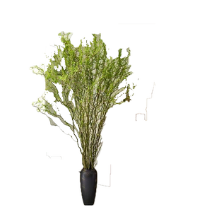 水培植物龙柳鲜枝绿植水养雪柳干支带花苞鲜切花卉室内用吊钟盆栽