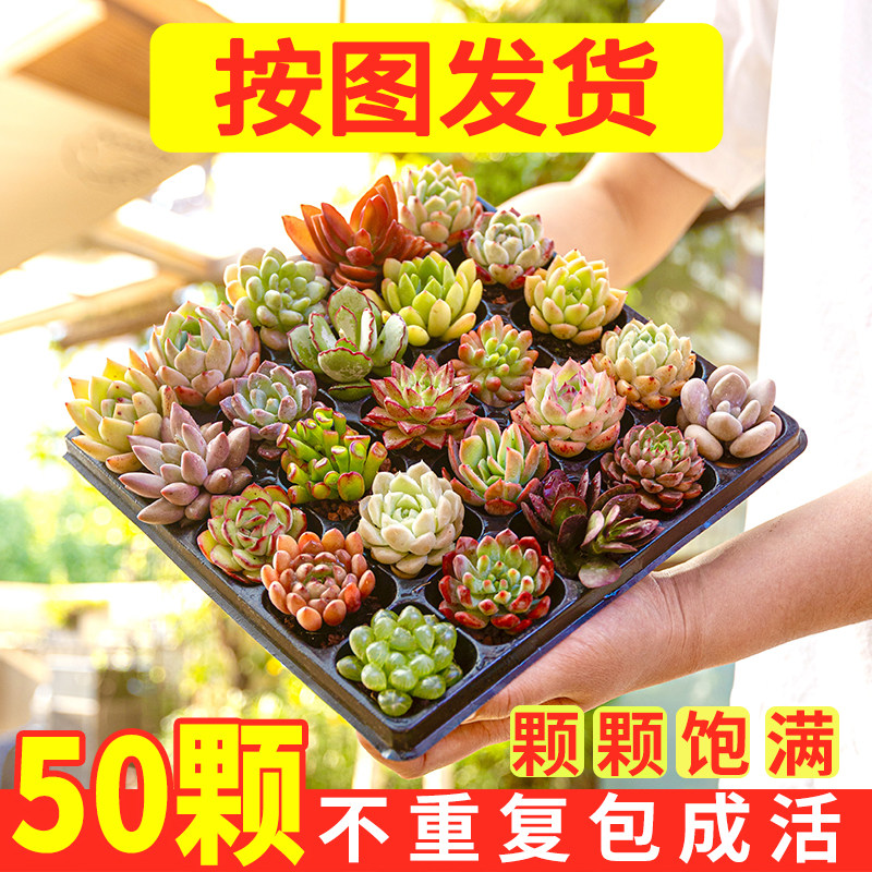 多肉植物小盆栽幼儿园绿植大颗好养组合套餐含盆带土室内批发老桩,鲜花速递/花卉仿真/绿植园艺,多肉植物,淘宝优惠券,粉丝福利购,淘宝优惠卷