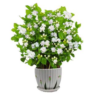茉莉花苗盆栽带花苞九里香老桩花卉植物室内浓香阳台四季好养易活