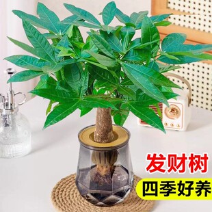 发财树小盆栽花卉绿植办公室桌面水培植物室内四季 好养绿萝金钱树