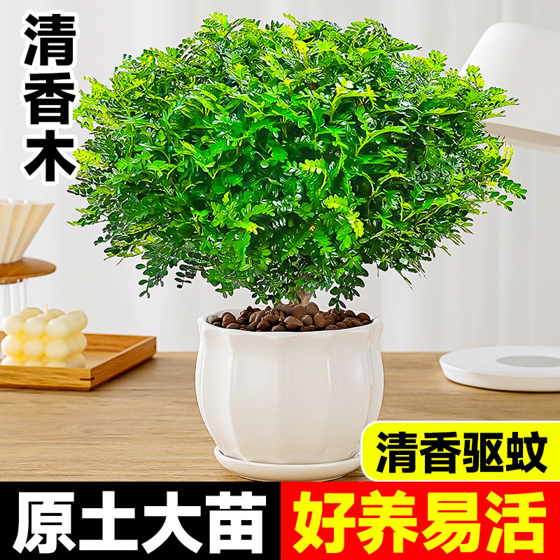 清香木盆栽胡椒木老桩正宗驱蚊植物盆栽室内花卉绿植好养活九里香