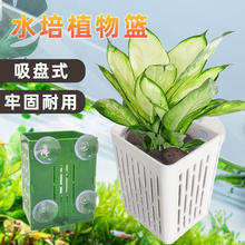 吸盘式水培定植篮水培鱼缸水培定植篮周转箱水培固定器绿萝绿植物