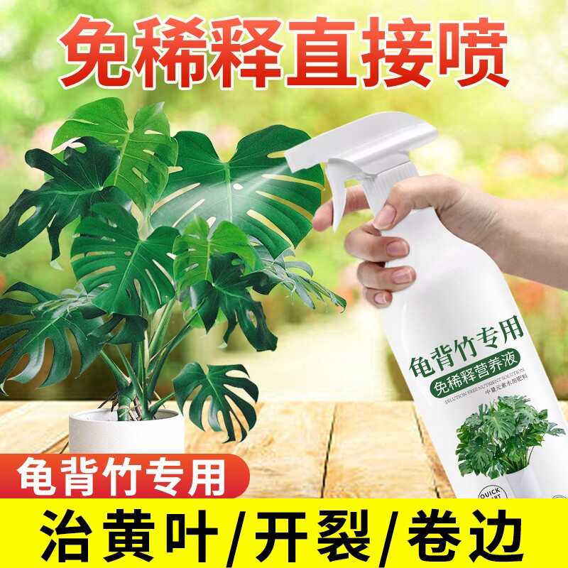龟背竹营养液免稀释喷施叶图片