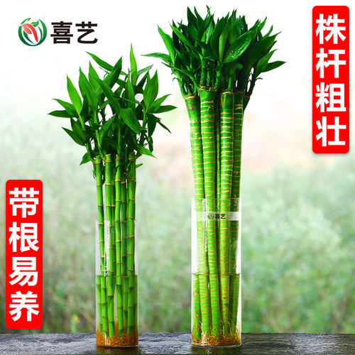 带根文昌竹龙竹观音竹转运竹富贵竹植物水养客厅室内盆栽水培绿植