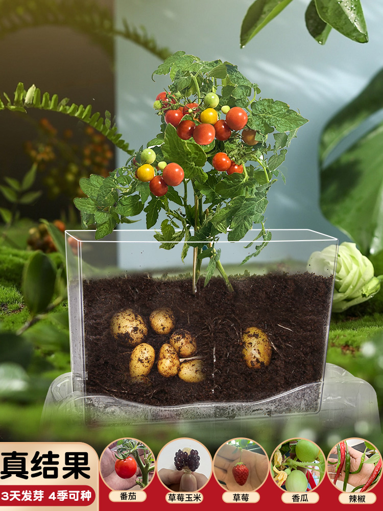 Children's Day Gift Plants Observing Window Toys
