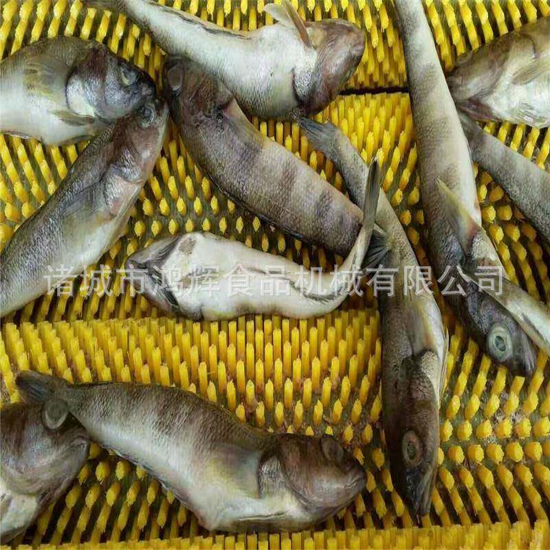 全自动洗鱼黑鱼海鱼清洗 鱼类脱鳞 机 机清洗去鱼鳞机现机货发