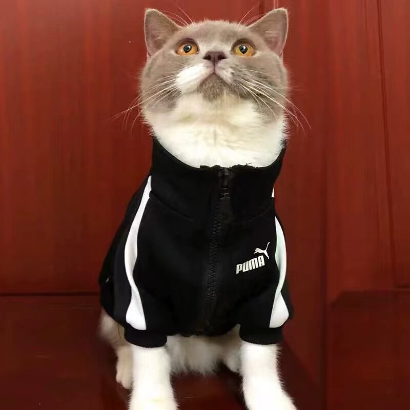 猫咪衣服春秋款公猫帅气英短蓝猫图片