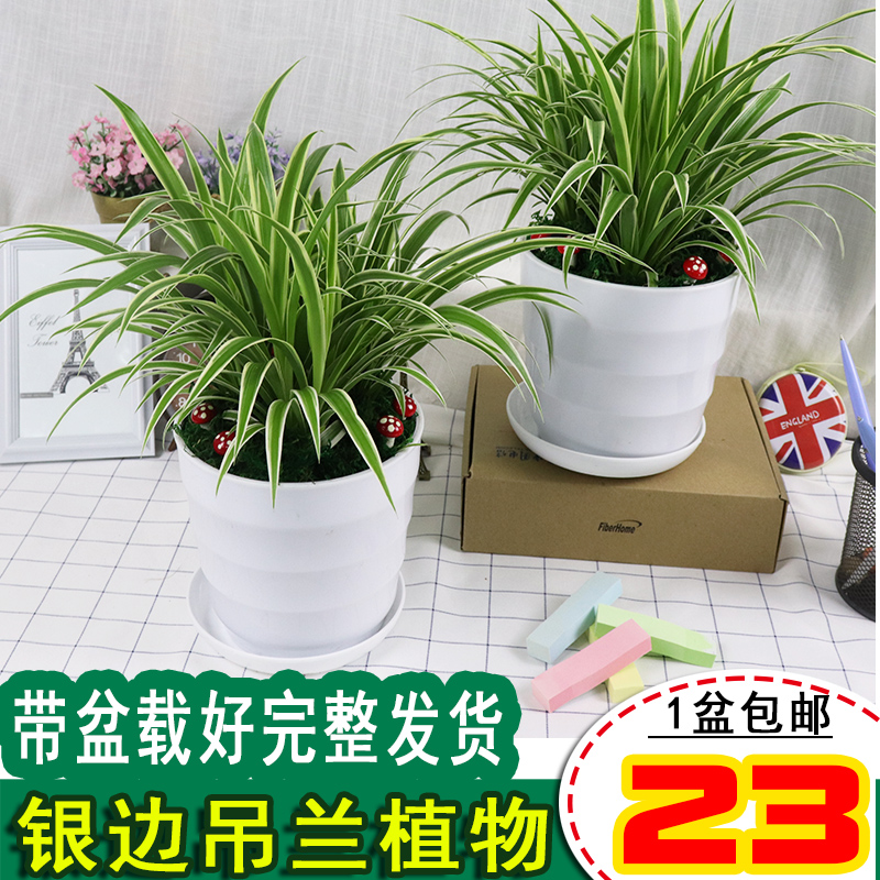吊兰盆栽室内观赏花卉绿植四季常绿绿萝植物净化空气