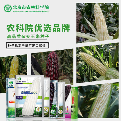 农科院玉米种子农科糯336白甜糯高产大田玉米鲜食水果玉米种籽孑
