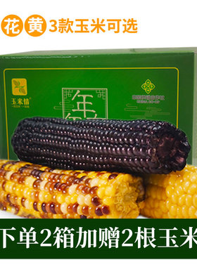 宁夏玉米情甜糯粘玉米棒黑色真空包装黏玉米香甜糯花玉米