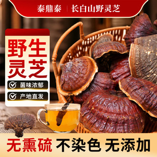 野生灵芝长白山松杉灵芝干货新货整支灵芝不切片紫赤灵芝泡酒煲汤