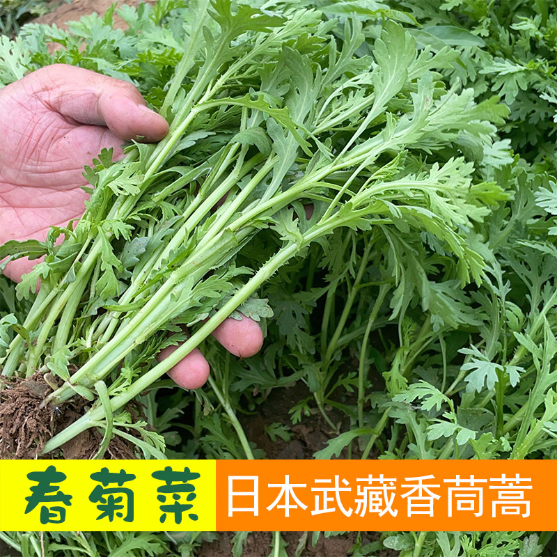 日本进口中叶茼蒿种子大叶蒿菜籽四季种春菊盆栽蔬菜籽小叶皇帝菜