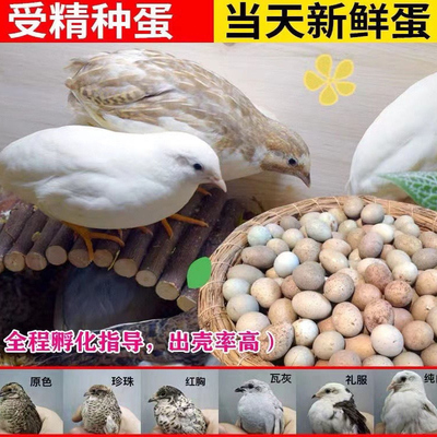 宠物鸡可孵化受精种蛋迷你网红芦丁鸡纯白礼服瓦灰受精卵卢丁鸡蛋