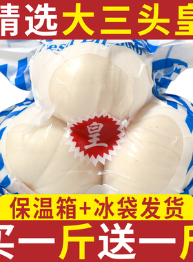 兰州新挖新鲜甜百合500g三头皇食用白合甘肃特产非干货特级百合干