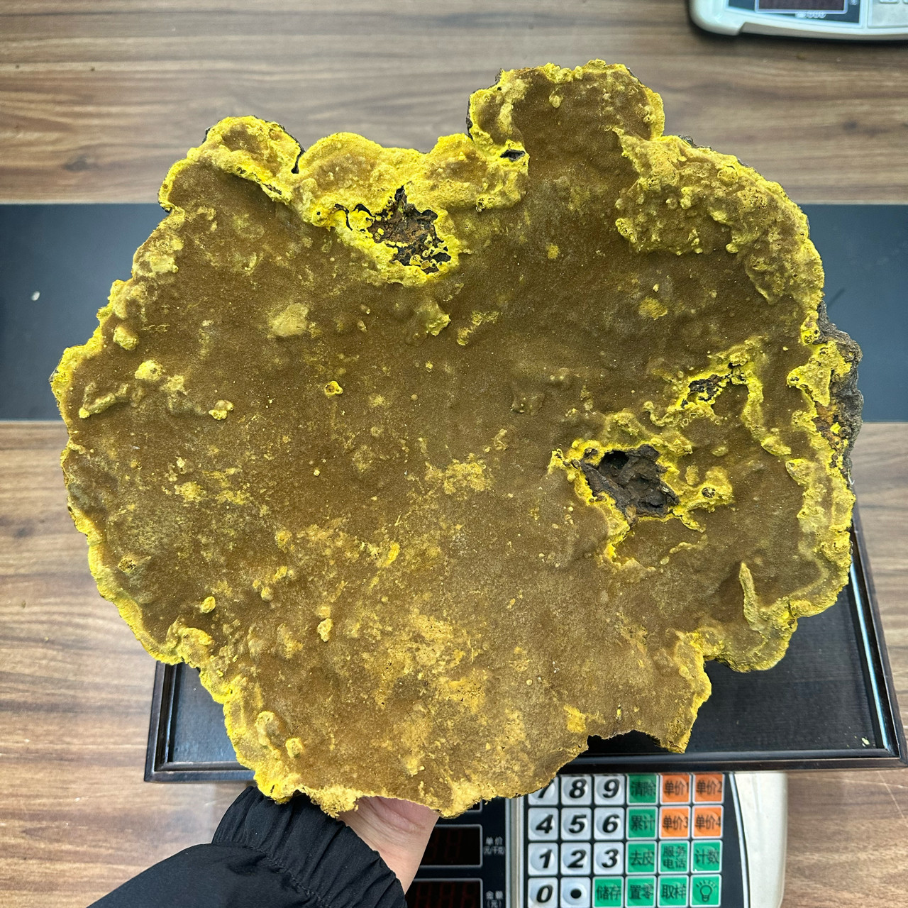 西藏野生桑树桑黄波密林芝察隅