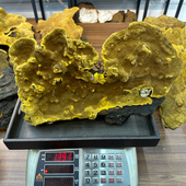 西藏察隅 西藏野生桑树桑黄特级正品 山野黑先生 超大个 墨脱 桑黄