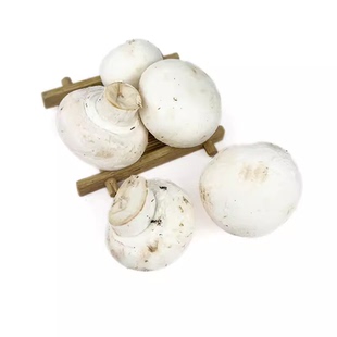 新鲜口蘑约250g/盒 食用菌菇 小白菇 口菇 双孢菇炒菜煲汤 满5件