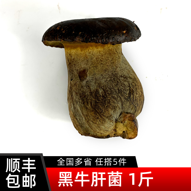 新鲜黑牛肝菌500g 野生菌食用菌菇炒菜煲汤火锅食材 满5件包邮
