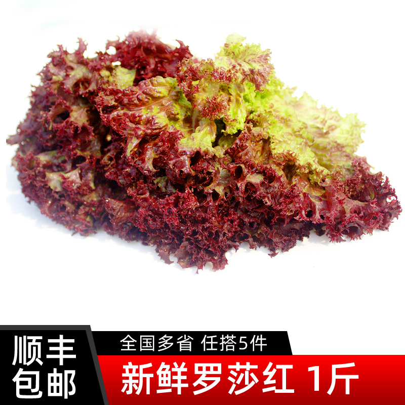 红叶生菜500g罗沙红新鲜蔬菜西餐