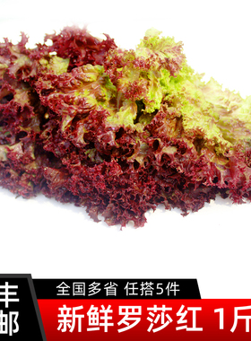 红叶生菜500g 罗沙红罗莎红紫叶生菜新鲜蔬菜西餐沙拉食材