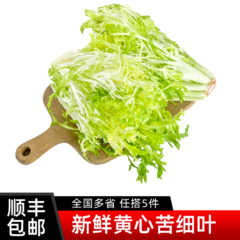 新鲜黄心苦细叶沙拉蔬菜